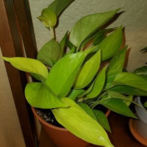 Meet your Posher, Lynisha